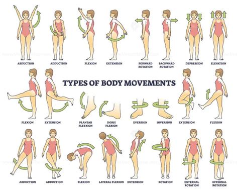 Related to the study of body movement and its mechanics Figgerits.